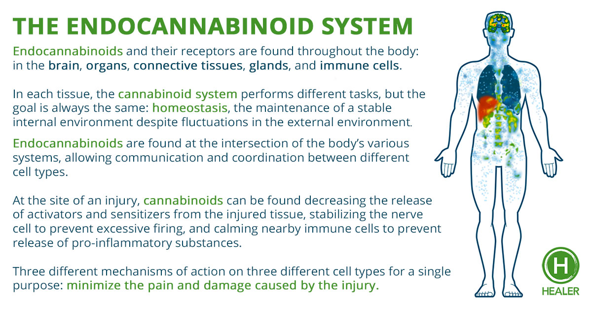 The Facts About Cbd Oil Miami - It's All About The Dosage Uncovered