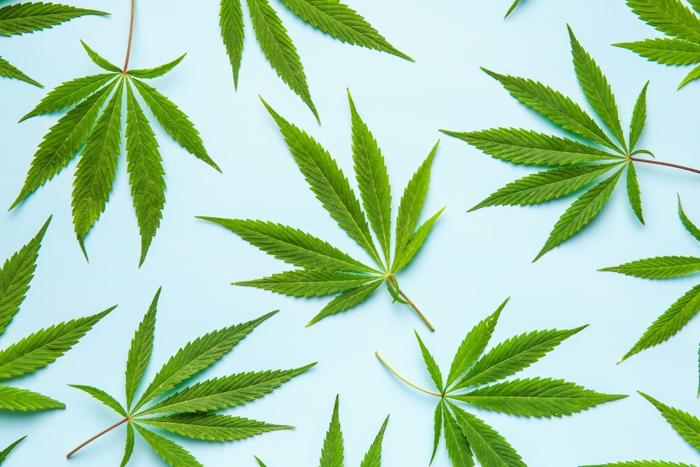 Can Medical Marijuana Help End the Opioid Epidemic?