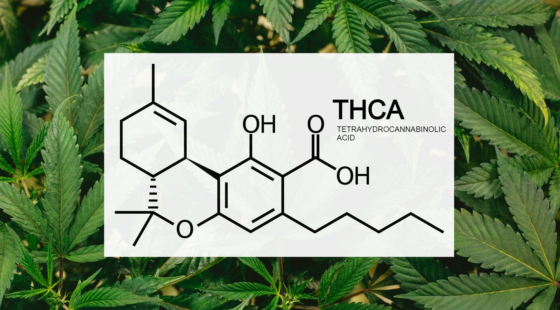 What is THCA - Benefits and Effects