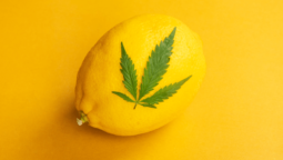 lemon and cannabis